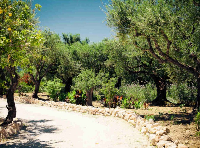 020_Zitronen am Wegesrand - Griechenland_Lernidee Reisen_Schoene Aussichten Touristik_  Raisa Kanareva stock.adobe.com